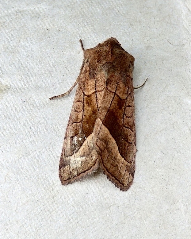 six-striped rustic